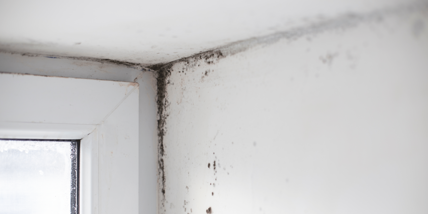 mold damage corner-min (2)