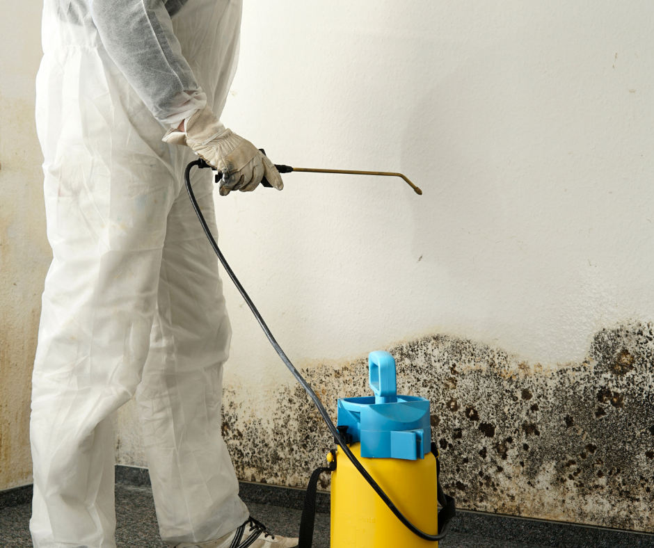 mold removal services